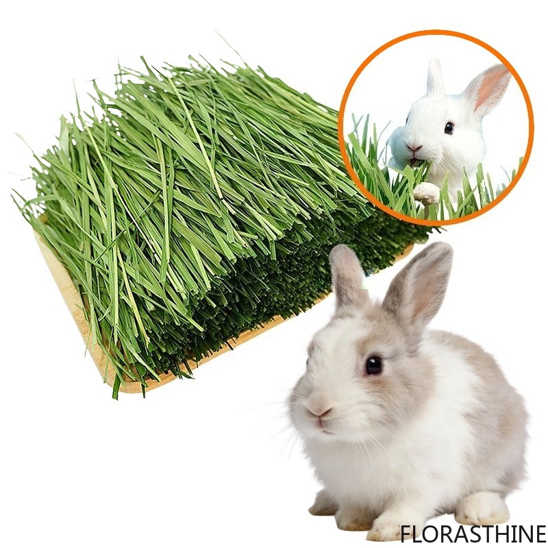 Pet Supplies Is Food - Yüksek Lifli Kurutulmuş Timothy Otu Doğal